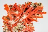 Bright Orange Crocoite Crystal Cluster - Tasmania #182866-3